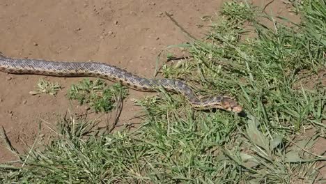 Nature-Snake-Crawls-Along