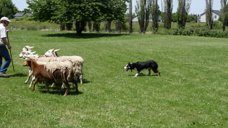 Oregon-Hunde--Und-Schafblick