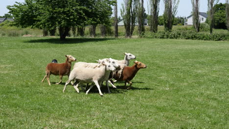 Oregon-Hund-Geht-Hinter-Schafen-Her