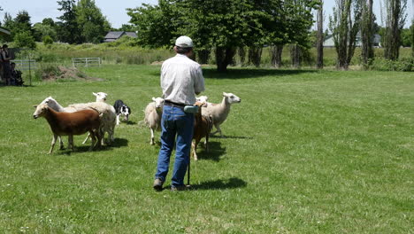 Perro-De-Oregon-Trabaja-Ovejas