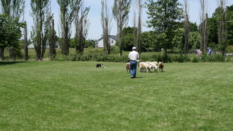 Oregon-Pastoreando-Ovejas-Con-Perro