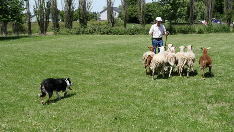 Oregon-Mann-Und-Hund-Mit-Schafen