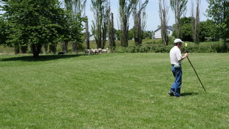 Hombre-De-Oregon-Observa-Mientras-Rebaños-De-Perros-Ovejas