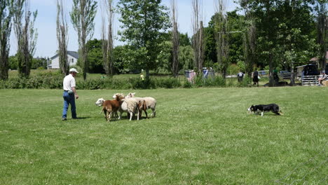 Oregon-Ovejas-Y-Pastor-Con-Perro