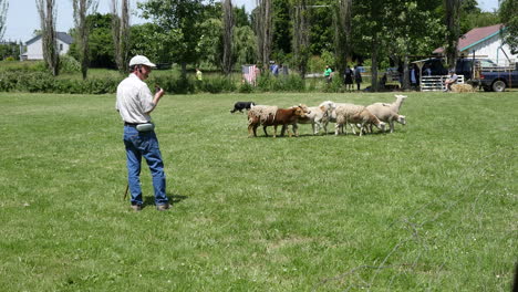 Oregon-Schafe-Gehen-Vorbei