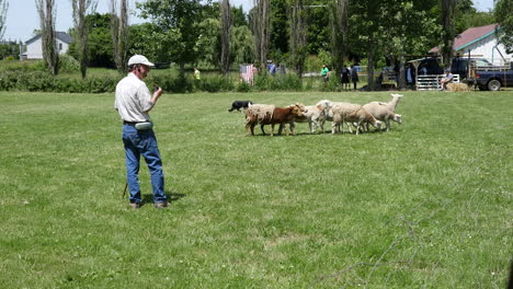 Ovejas-De-Oregón-Pasan-Por