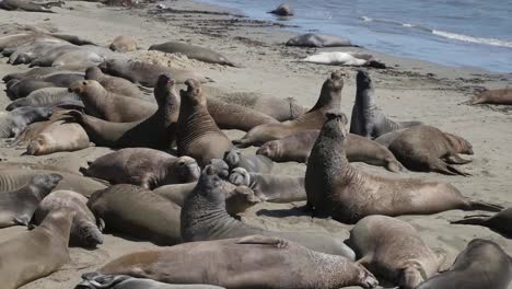 Cría-De-Foca-Elefante-De-California-Machos-Luchando-Se-Acerca