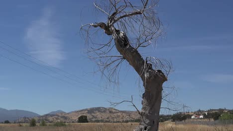 California-Fort-Hunter-Liggett-árbol-Muerto-Por-Carretera-Inclinar-Hacia-Arriba