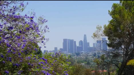 California-Los-Angeles-Blue-Flowers-en-árbol-con-Bird-Pan