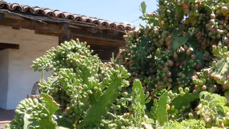 California-Sonoma-Mission-Cactus-Zoom