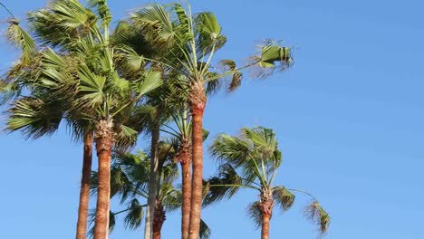 Los-Angeles-Venice-Beach-Palm-Trees-In-The-Wind