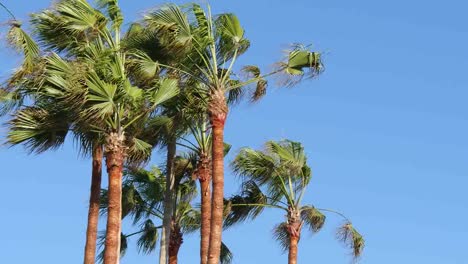 Los-Angeles-Venedig-Strand-Palmen-Im-Wind