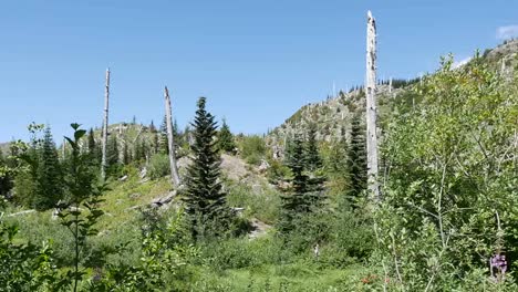 Washington-árboles-Muertos-Cerca-De-Mt-St-Helens-Pan