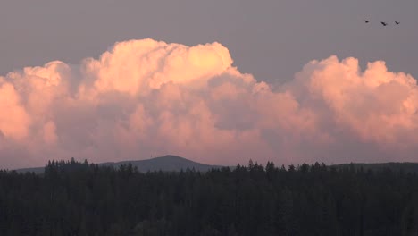 Washington-Silver-Lake-Flock-Of-Birds-Pan