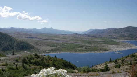 Washington-Wild-Flowers-And-Spirit-Lake-Zoom-Out