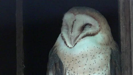 Washington-Barn-Owl-Head-Zoom-In