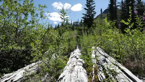 Washington-Stämme-Auf-Bodenpfanne