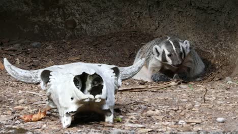 Dachs--Und-Rinderschädel