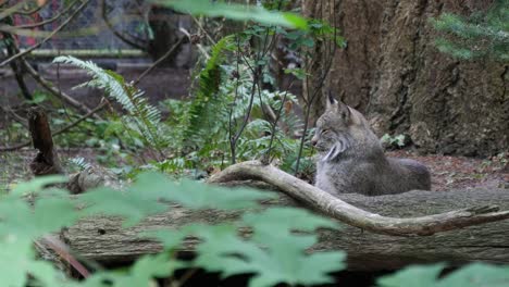 Lynx-By-Log-In-Woods