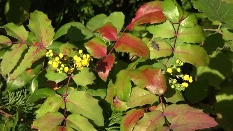 Insectos-De-La-Naturalezaaa-Y-Flores-De-Uva-Oregon