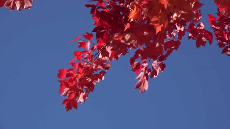 Nature-Red-Leaves-Falling-Against-Blue-Sky