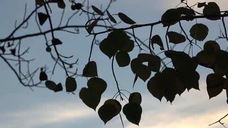 Nature-Aspen-Leaves-In-Silhouette