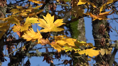 Naturaleza-Hojas-Grandes-Hojas-De-Arce-Y-Semillas-En-Otoño