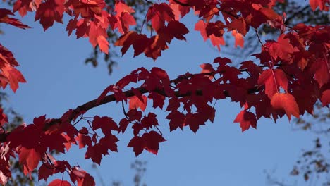 Natur-Leuchtend-Rote-Blätter-Und-Blauer-Himmel