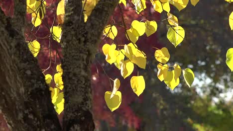 Natur-Dramatische-Gelbe-Blätter