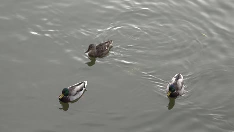 Patos-De-La-Naturalezaaa-En-Cámara-Lenta-De-Agua