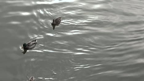 Nature-Ducks-On-Glowing-Water