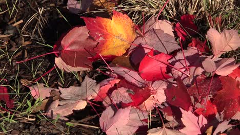 Nature-Insect-On-Colorful-Leaves-On-Ground