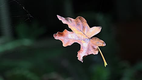 Naturblatt-In-Einem-Spinnennetz