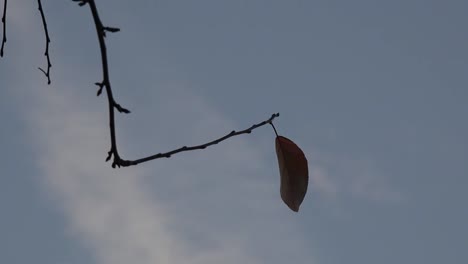 Natur-Einsames-Blatt-Zoomt-Rein