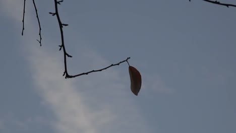 Nature-Lonely-Leaf