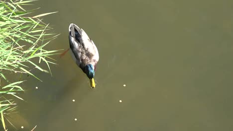 Naturaleza-Mirando-Hacia-Abajo-En-Comer-Pato