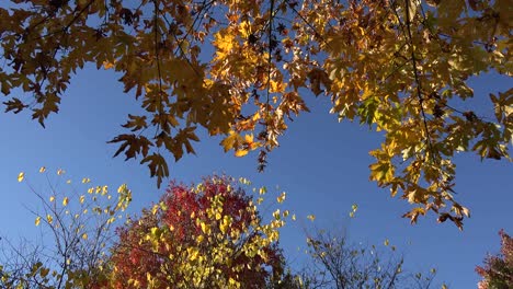 Nature-Many-Leaves-Against-Blue-Sky-In-Fall