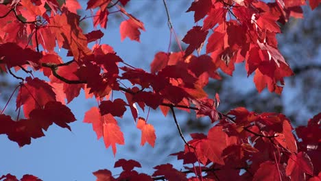 Natur-Rote-Blätter-Und-Blauer-Himmel-Im-Wind