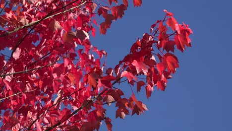 Natur-Rote-Blätter-Und-Blauer-Himmel