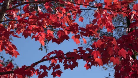 Nature-Red-Leaves-In-Breeze
