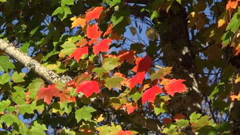 Nature-Zooms-In-On-Autumn-Leaves