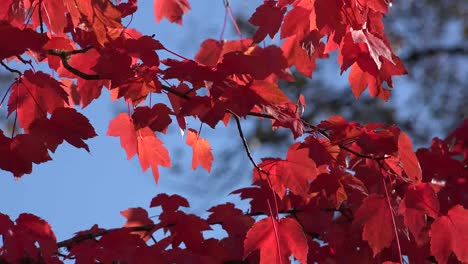 La-Naturalezaaa-Se-Acerca-A-Las-Hojas-Rojas