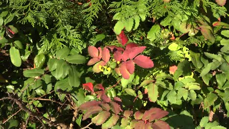Natur-Zoomt-Im-Herbst-Auf-Oregon-Trauben