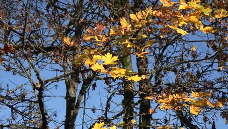 Nature-Zooms-On-Big-Leaf-Maple-Leaves-And-Seeds