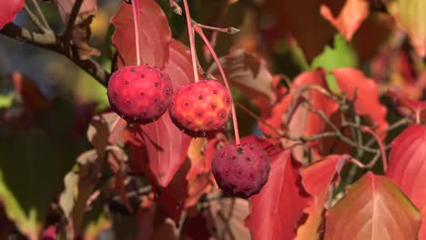 La-Naturalezaaa-Se-Aleja-De-Las-Hojas-Y-Bolas-Rojas-De-Otoño