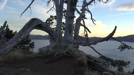Oregon-Kratersee-Knorriger-Baum-Bei-Sonnenaufgang