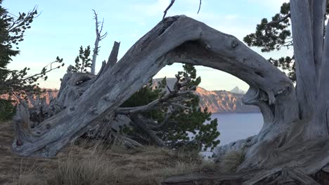Oregon-Crater-Lake-Zooms-On-Tree-Root