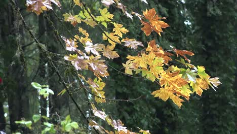 Oregon-Große-Ahornblätter-Im-Regen