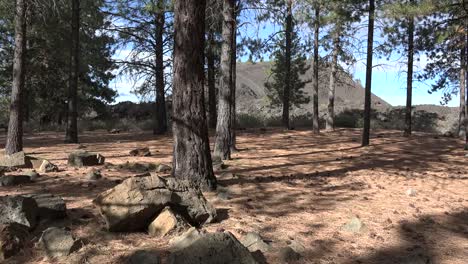 Oregon-Pine-Trees-With-Lava-Butte-Beyond