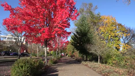 Oregon-Red-Leaves-By-Corvallis-Sidewalk